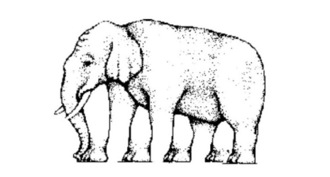 elephant1