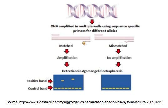 dna