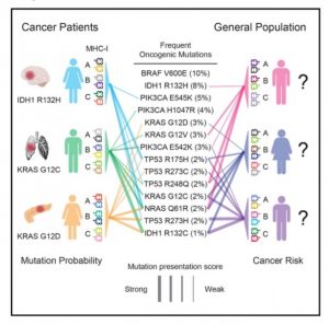 MHC-I genotype is associated with the appearance of specific oncogenic mutations, and recurrent oncogenic mutations are biased toward poorly presented peptides. Marty et al. (2017). Cell, 171(6):1272-1283.