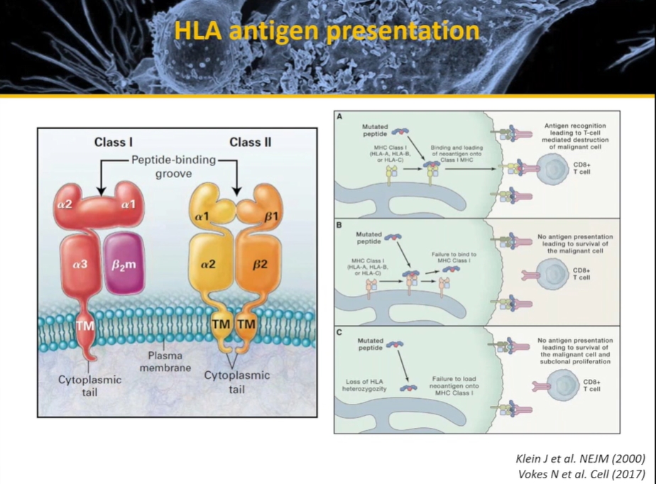 HLA Antigen Presentation