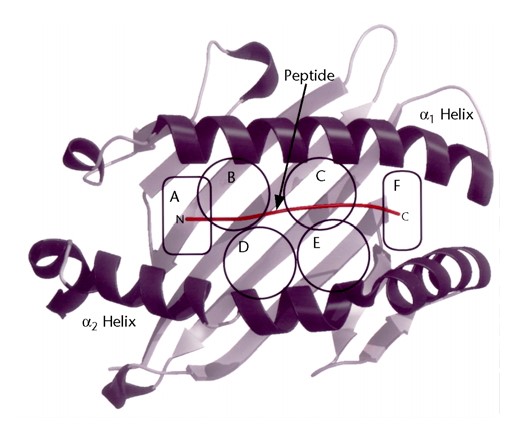 Figure 2. Six pockets defined in the peptide-binding cleft of MHC class I molecules (4).